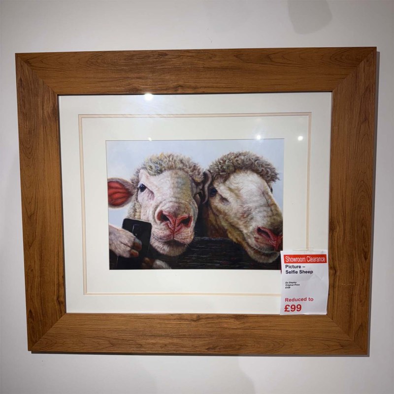 Showroom Clearance: Picture - Selfie Sheep Showroom Clearance: Picture - Selfie Sheep
